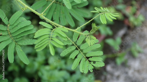 Photos Mimosa pudica, Neptunia plena shrub plant or touch me not plant or mimosa pudica sensitif plant growing in the garden