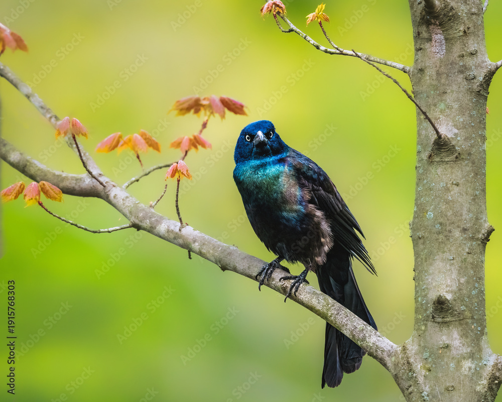 Naklejka premium Vibrant Grackle on Branch. A vibrant grackle perches on a tree branch with young leaves. The bird's iridescent feathers contrast beautifully with the soft greens and oranges of the background.