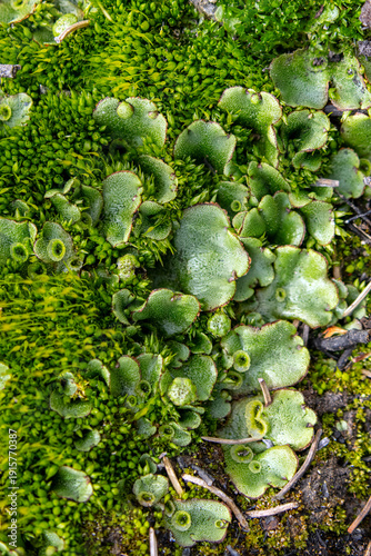 Textured Maclose-up photo of Marchantia polymorpha (common liverwort or umbrella liverwort) growing with green moss on the forest floor in a damp shady place.