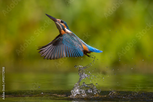 Diving common kingfisher (Alcedo atthis)