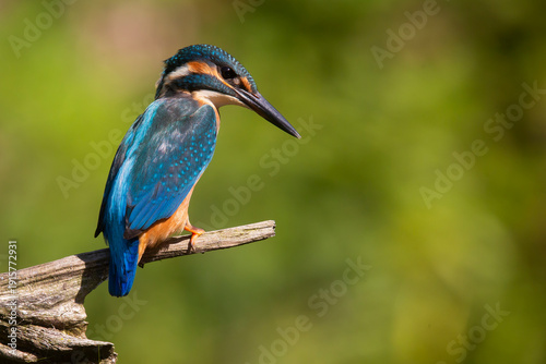 Common kingfisher (Alcedo atthis)