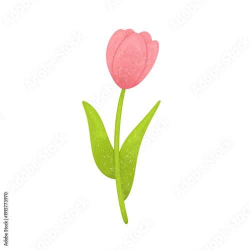 Raster illustration of a delicate pink tulip flower with green leaves
