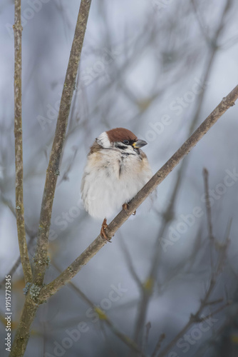 A male tree sparrow (Passer montanus) perches on a bare winter branch