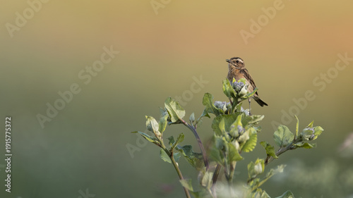 Whinchat (Saxicola rubetra) sings perched atop a blooming thistle in sunny summer meadow. Captured in natural habitat, open beak in song and thorhy plant details under daylight