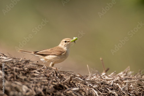 A garden warbler catches a bright green caterpillar, prepearing to feed hungry chicks.