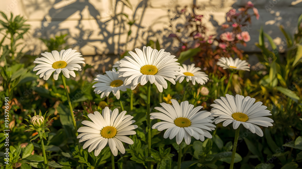 Fototapeta premium White gerbera flowers in garden 