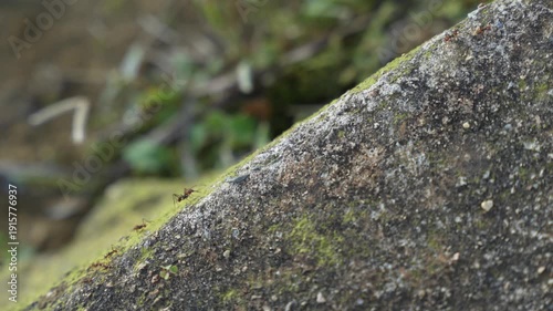 Ants carry leaves on the ground