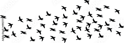 Flying Bird Silhouette Flock in Various Wing Positions Isolated on White Background, Black Wildlife Vector Collection for Nature Design Projects