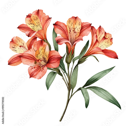 Alstroemeria Branch A Beautifully Detailed, watercolor vector portraying a joyful pose with colorful highlights, isolated on a white background.