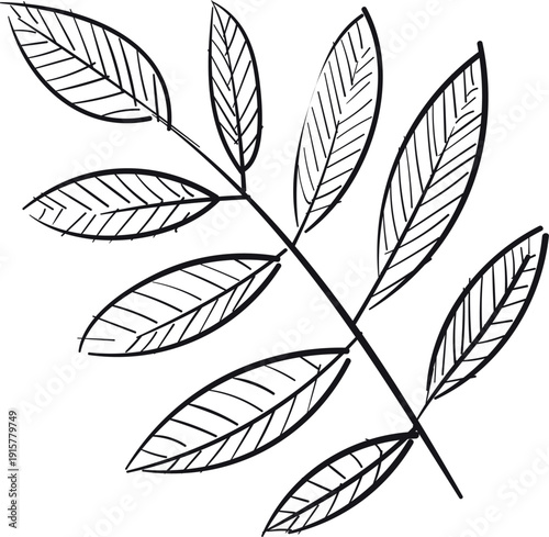 Organic herb branch sketch. Cooking plant drawing