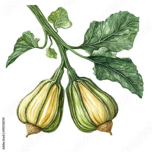 Acorn Squash Blossom Branch, watercolor vector portraying a joyful pose with colorful highlights, isolated on a white background.