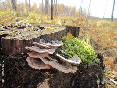 Fényképezés Shelf mushrooms and green moss on an old tree stump in realistic photography, br
