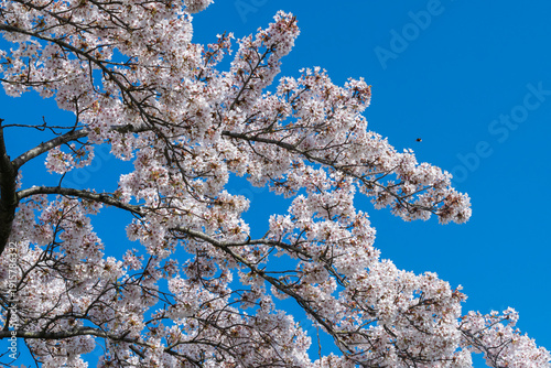 Blossoming cherry branches against the blue sky, selective focus. Spring nature background with  flowering trees.	