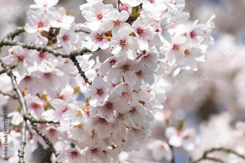 Floral background with white sakura flowers close-up, selective focus