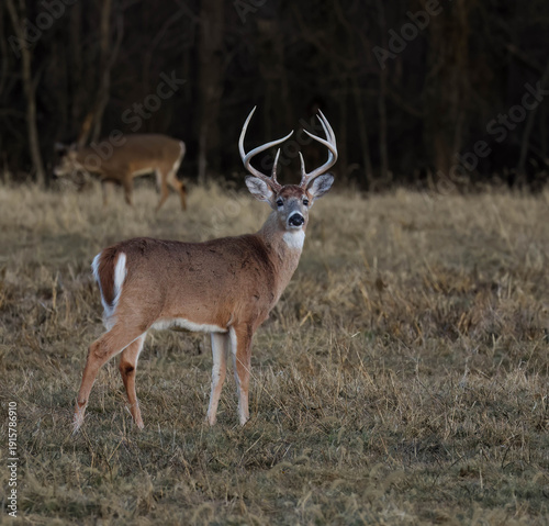 Cuadro en lienzo A stunning, White-tailed buck deer, with seven points on widespread antlers in Crab Orchard National Wildlife Refuge in Southern Illinois