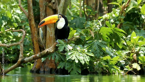 Ultra 4K footage of tropical bird the fischertukan moving through treetops its natural habitat highlighting color motion wildlife behavior nature ornithology stock 