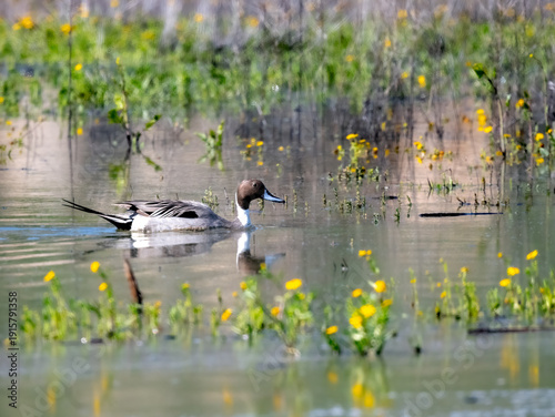 Photography Northern pintail duck wading in a pond with yellow wildflowers in a calm spring