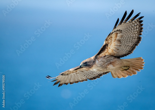 Fotografi Adult red tailed hawk flying up close over the pacific ocean