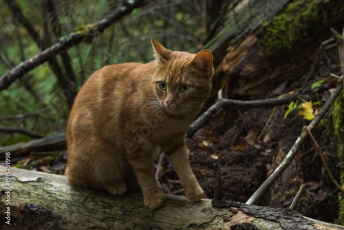 orange (probably) stray cat sits on the tree trunk in the forest
