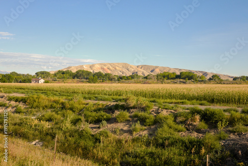 Konstfotografi Cornfield Contrasting with Arid Desert Bluffs in Wyoming