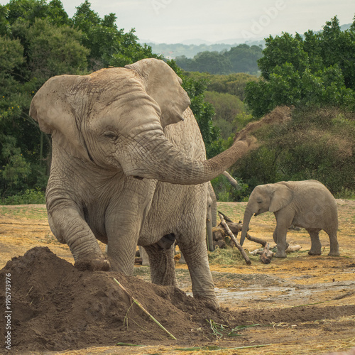 Photography elephant in the wild