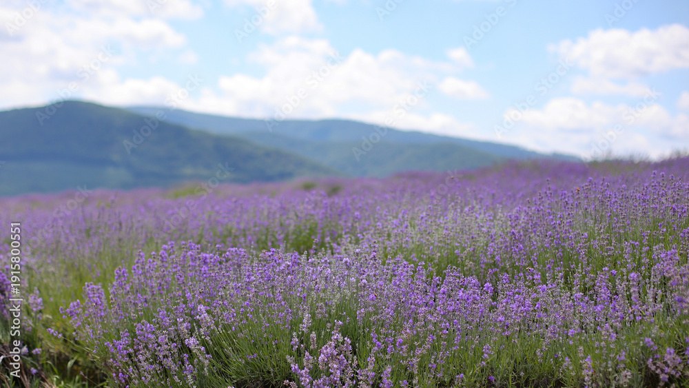 Obraz premium Close up lavender flowers with mountain background