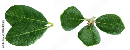 Leaves of Feijoa sellowiana, feijoa, pineapple guava and guavasteen isolated on white background