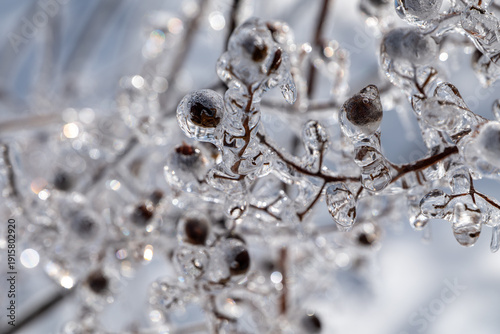 Crepe Myrtle Tree Encapsulated In Ice Close Up Short Depth Of Field