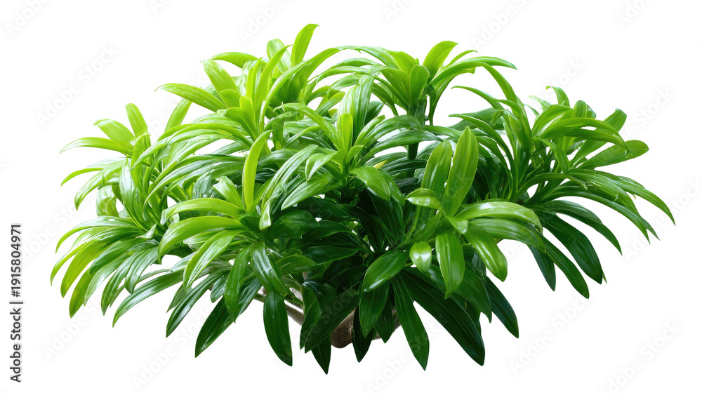 Fototapeta premium Vibrant Lush Green Foliage: A dense cluster of healthy, bright green leaves bursts with vitality, showcasing nature's exquisite design and the refreshing purity of plant life.