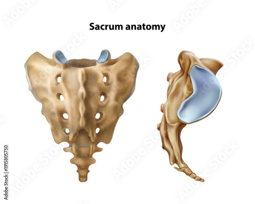 Anatomy sacrum. Isolated vector illustration