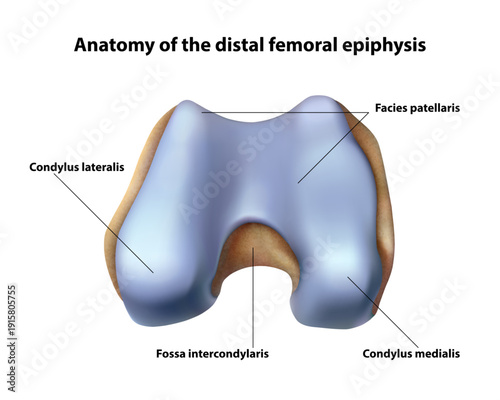 Distal epiphysis. Isolated vector illustration