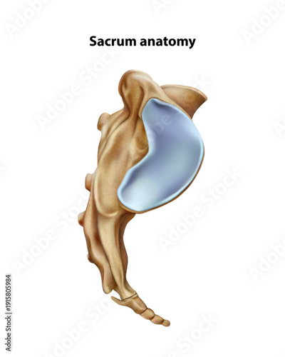 Sacrum base. Isolated vector illustration
