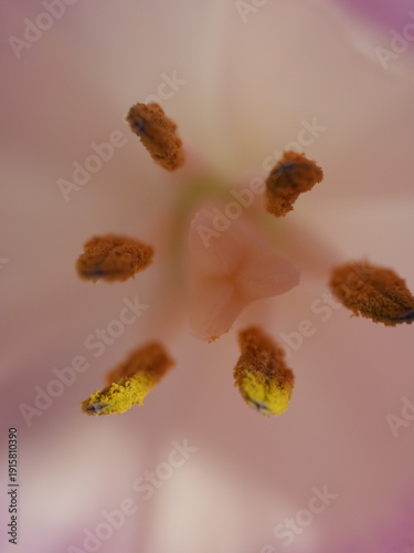 tulip pistil