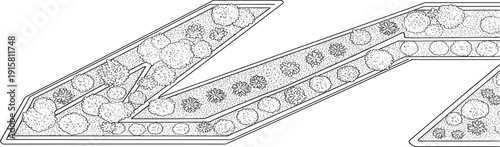 Detailed botanical illustration of elongated seed pods filled with various sized seeds, presented in a close-up view.