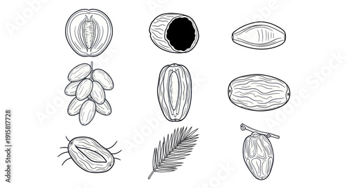 Hand drawn date palm fruits and leaf illustration set, detailed botanical sketches perfect for nature or food design projects