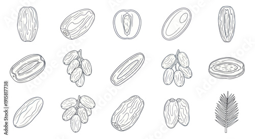 Hand-drawn date fruit illustrations with whole, halved, and bunches of dates and a palm leaf, perfect for food, health, and natural product designs
