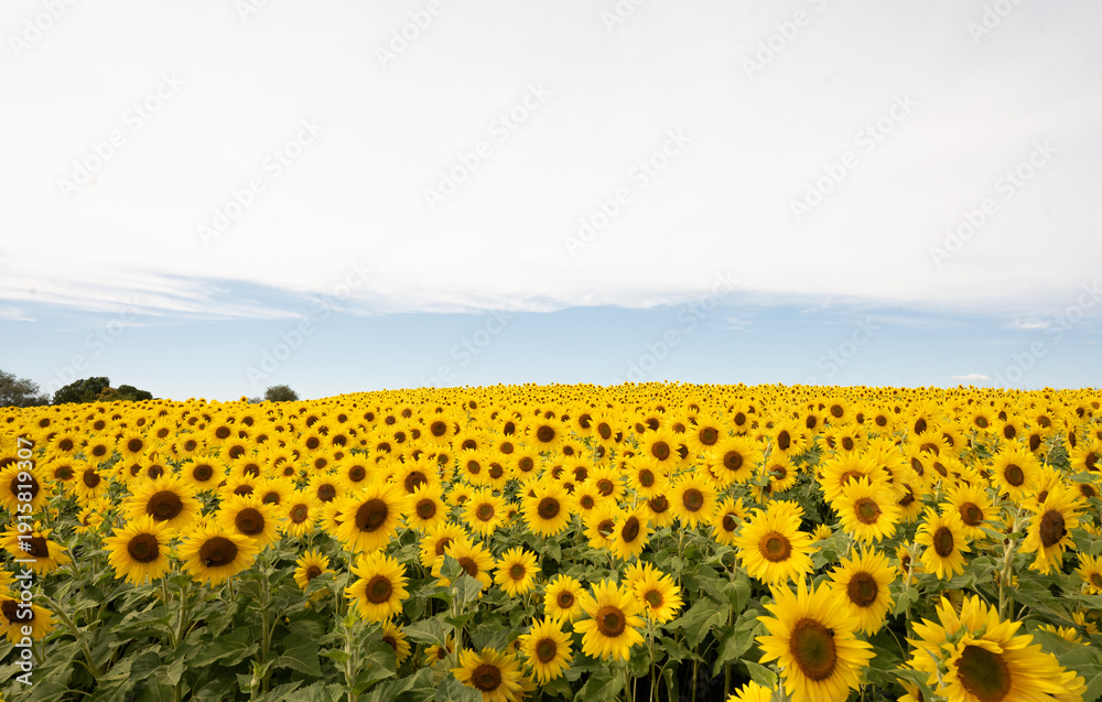 Obraz premium Sunflowers 