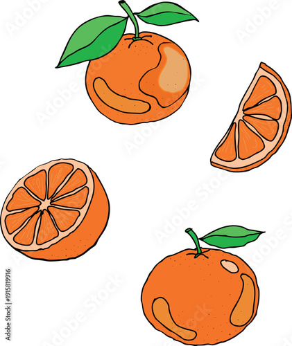Vector set of fresh tangerines and orange slices. Hand drawn citrus fruits with green leaves isolated on white background.