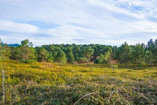 Pine trees on green hills under cloudy sky. High quality photo
