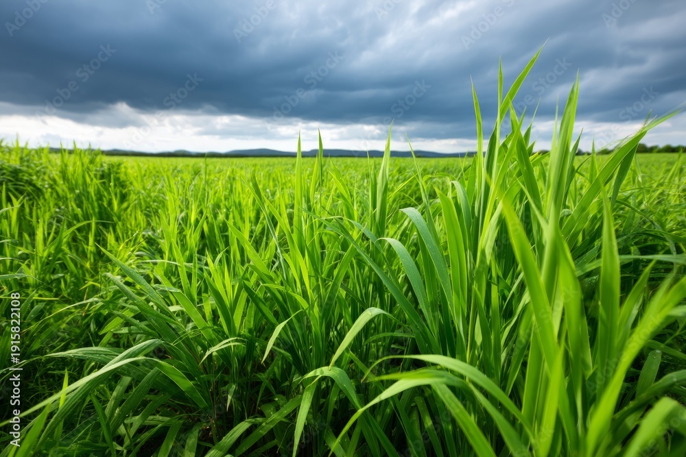 Fototapeta premium Lush Grassland with Tall Reeds Beneath Dramatic Clouds Before Rain