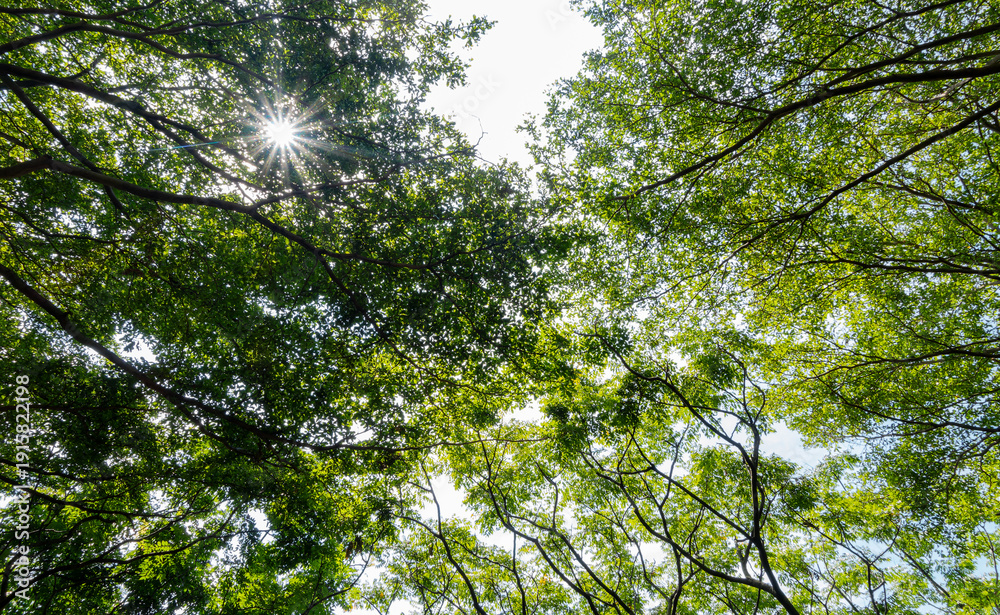 Fototapeta premium Sunlight filters through dense green canopy of forest trees.