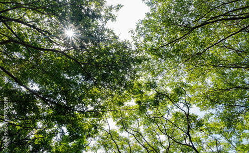 Wallpaper Mural Sunlight filters through dense green canopy of forest trees. Torontodigital.ca