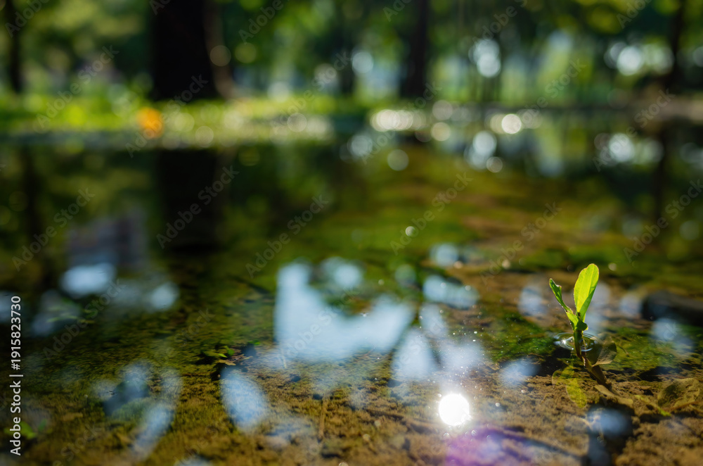Naklejka premium Tiny green sprout emerges from shallow forest puddle.