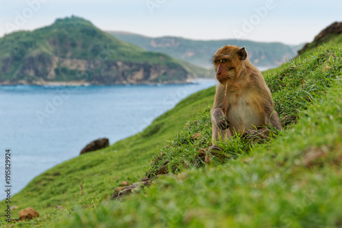 Photography Long-tailed macaque (Macaca fascicularis) sitting on grassy coastal hillside in