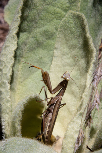 Canvas Print praying mantis female in leaves rosette of beggar's blanket plant looking like a