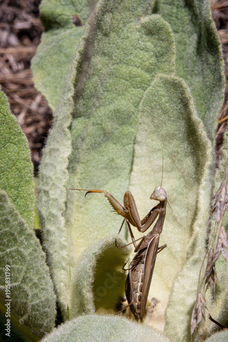Canvas Print praying mantis female in leaves rosette of beggar's blanket plant looking like a