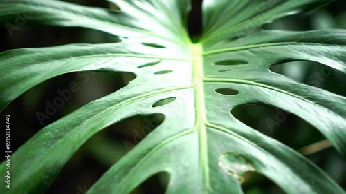 Close-up of a vibrant green Monstera deliciosa leaf with natural fenestrations, showcasing its unique texture and tropical beauty.