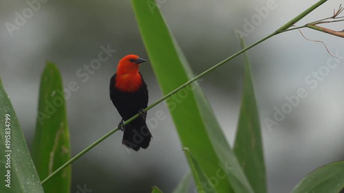 Federal or Scarlet-headed Blackbird (Amblyramphus holosericeus) perched and then flying away in tropical rainforest foliage