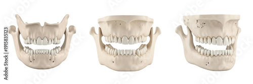 Fotografija Human jaw bone isolated on white background, mandible anatomy close up, realisti