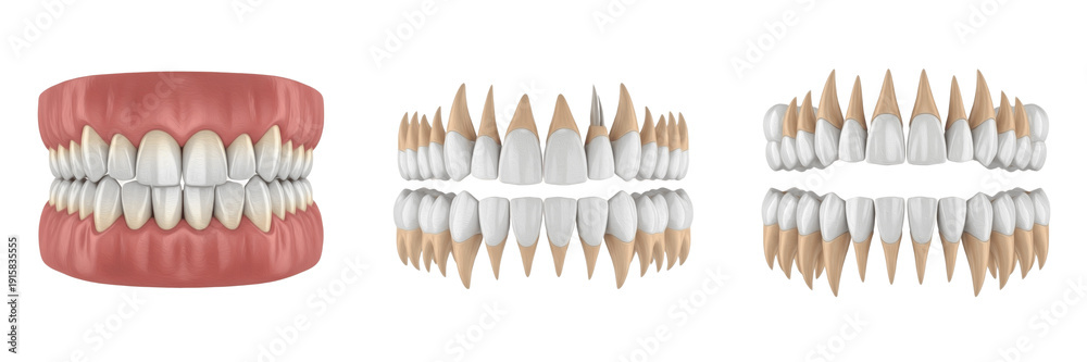 Obraz premium 3D model of human teeth isolated on white background, realistic dental anatomy rendering showing tooth crown roots and gums, orthodontic and dentistry education model for dental clinic presentations